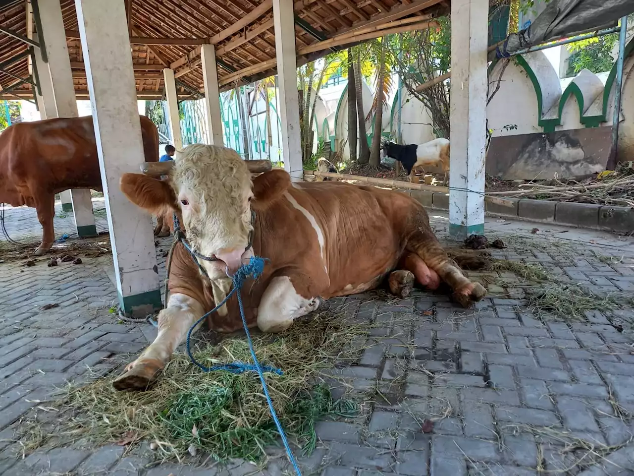 Penampakan Sapi Kurban Jokowi di Solo, Beratnya Hampir 1 Ton