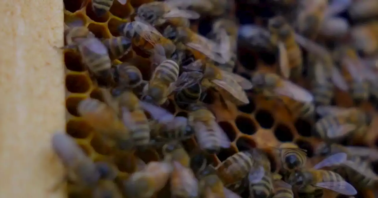 Bees out in full forces near Campbell Avenue and Rillito River Walk