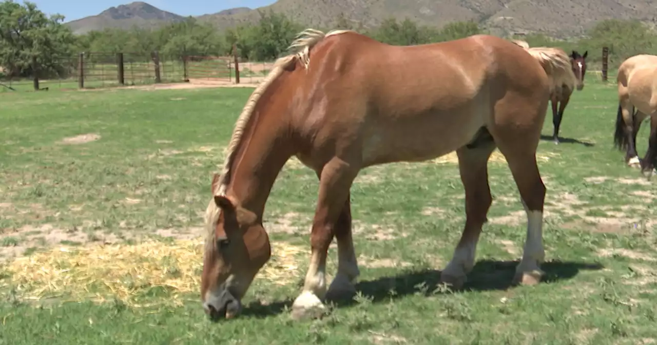 Horse rescue feeling inflation strain with higher costs, more horses