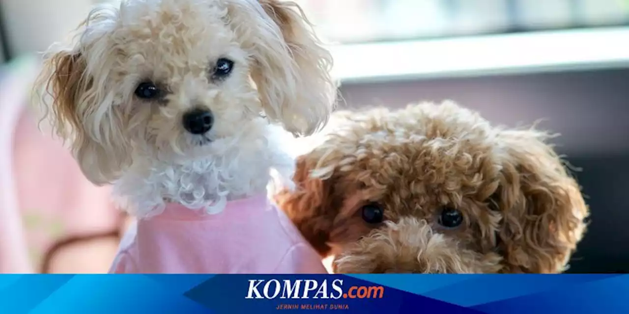 10 Ras Anjing yang Umurnya Panjang, Chihuahua hingga Shiba Inu