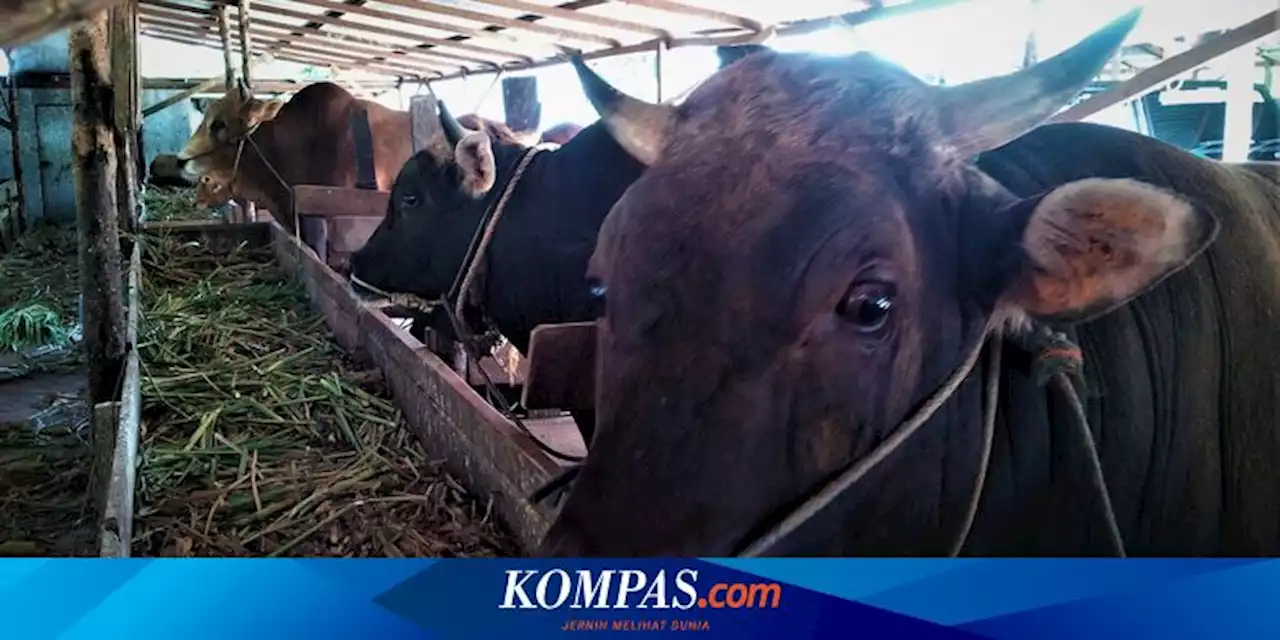 Media Asing Soroti Nasib Malang Peternak Sapi Indonesia yang Terdampak PMK Saat Idul Adha