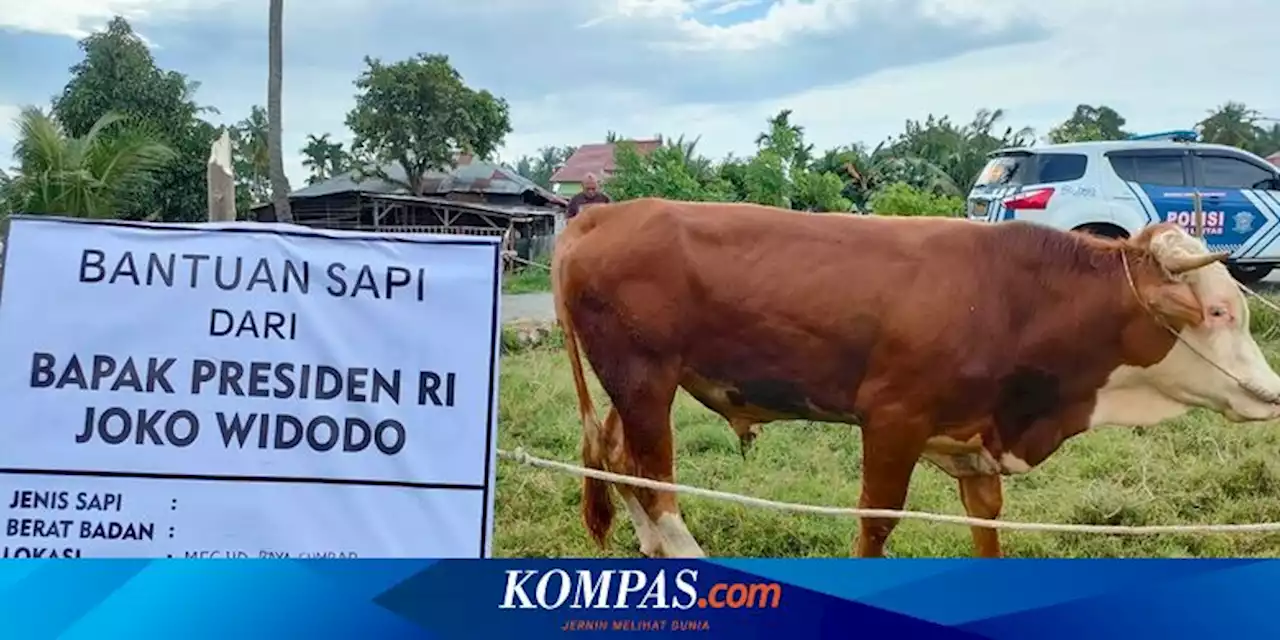 Selain untuk Korban Gempa Pasaman, Jokowi Juga Sumbang 4 Sapi Kurban di Sumatera Barat