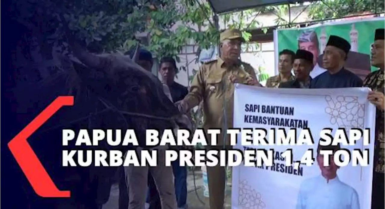 Pemprov Papua Barat Berikan 2 Ekor Sapi Kurban Di Kota Sorong