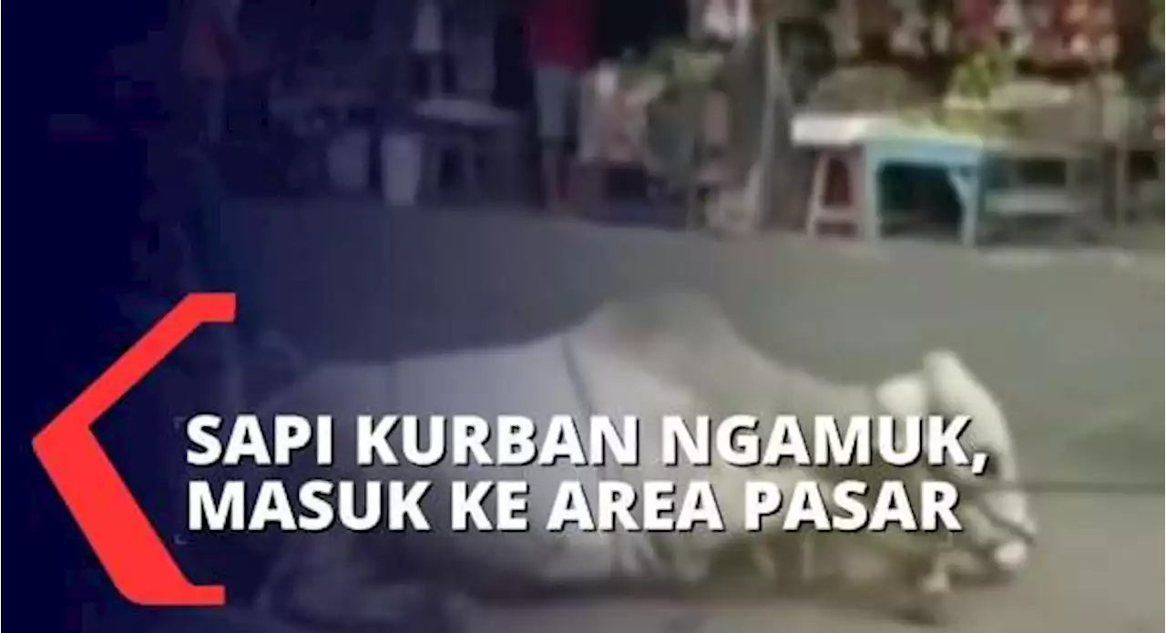 Sapi Kabur Masuk Pasar Argosari Hingga Tradisi Kirab Kambing Kurban di Jember!