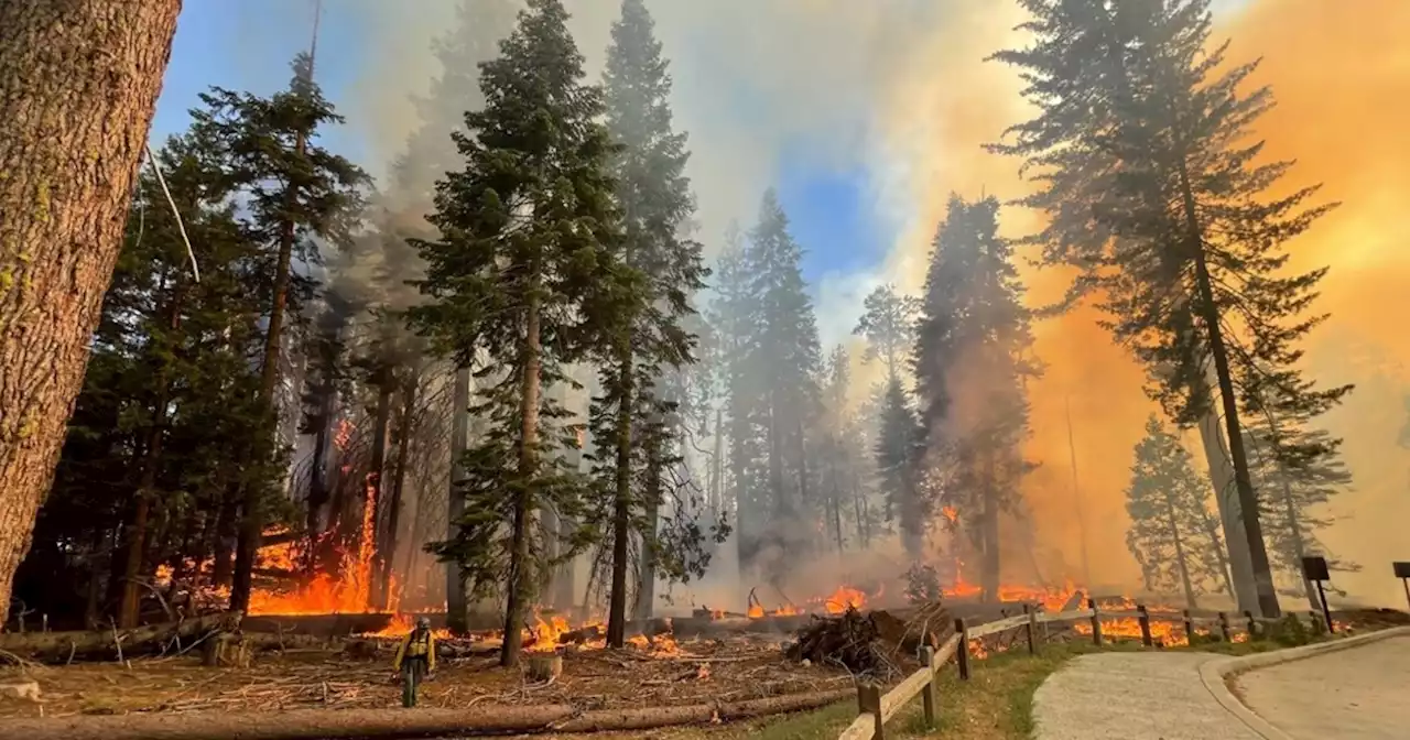 Fast-growing wildfire in Yosemite National Park forces hundreds in Wawona to evacuate