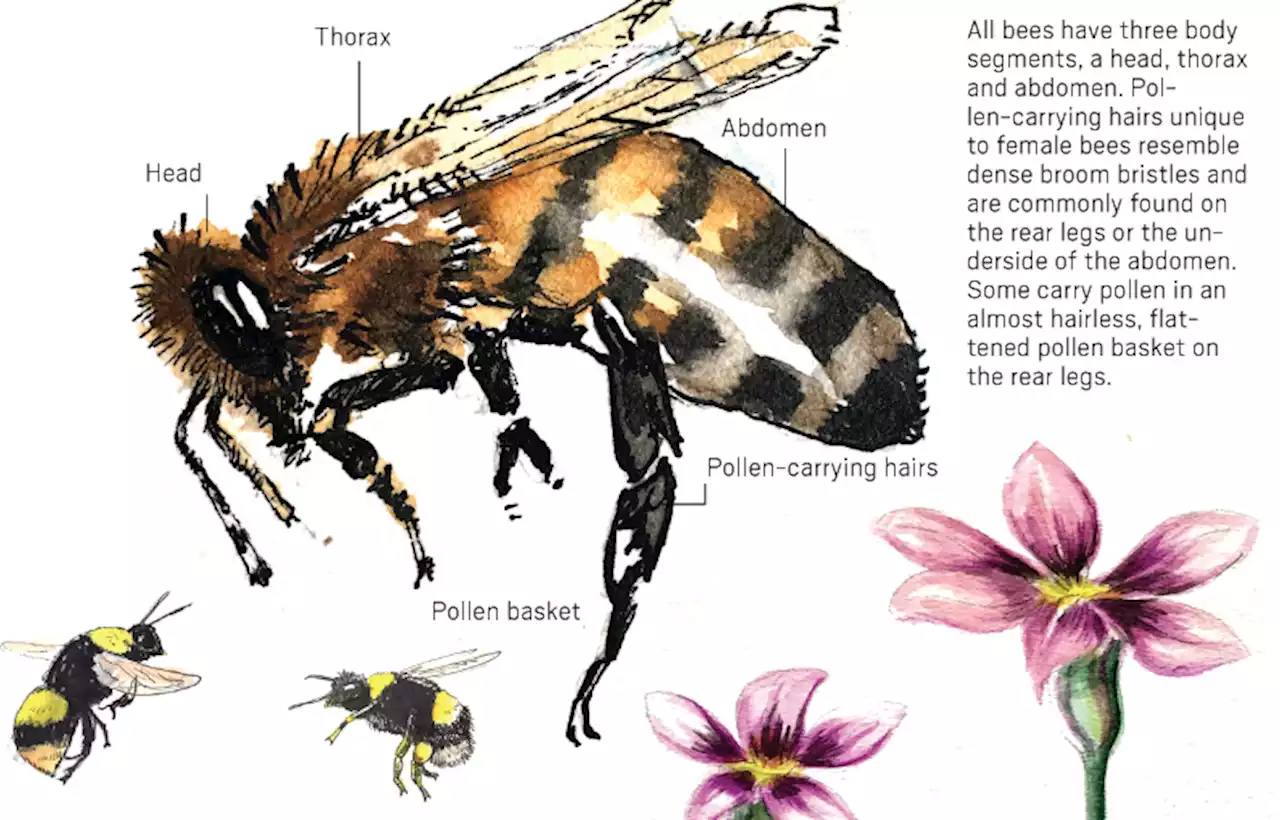 Here’s why bees are classified as fish in California