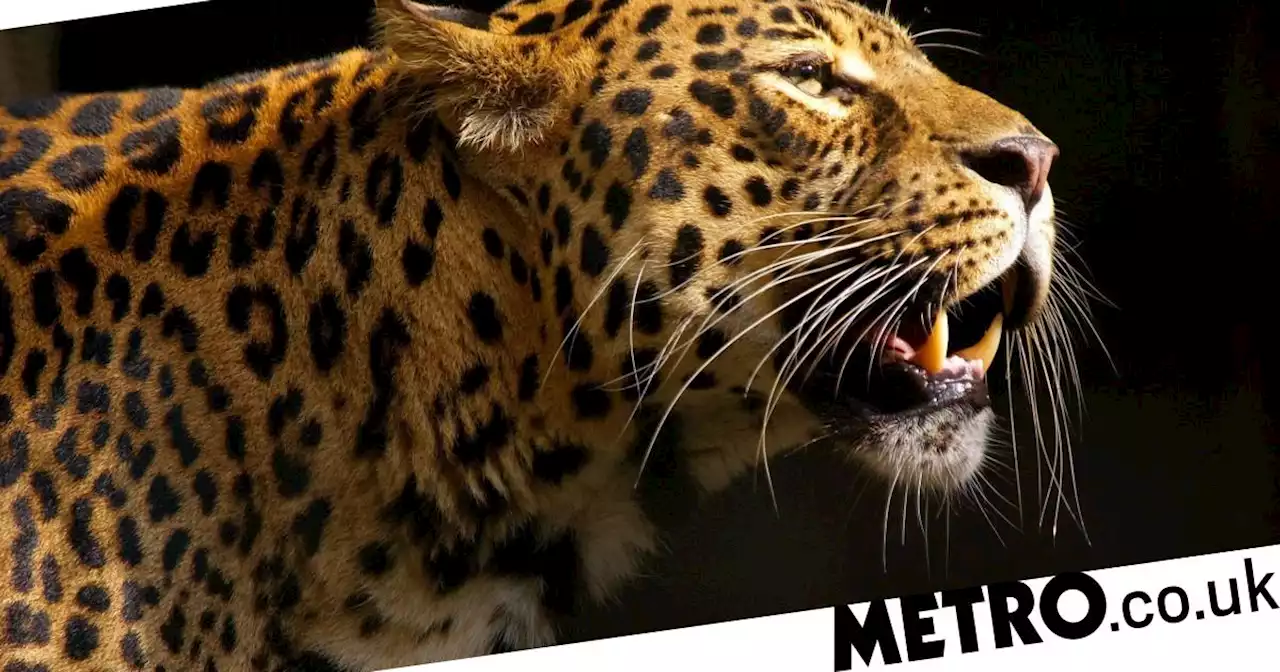 Leopard mauls boy, 4, to death and drags him half a mile