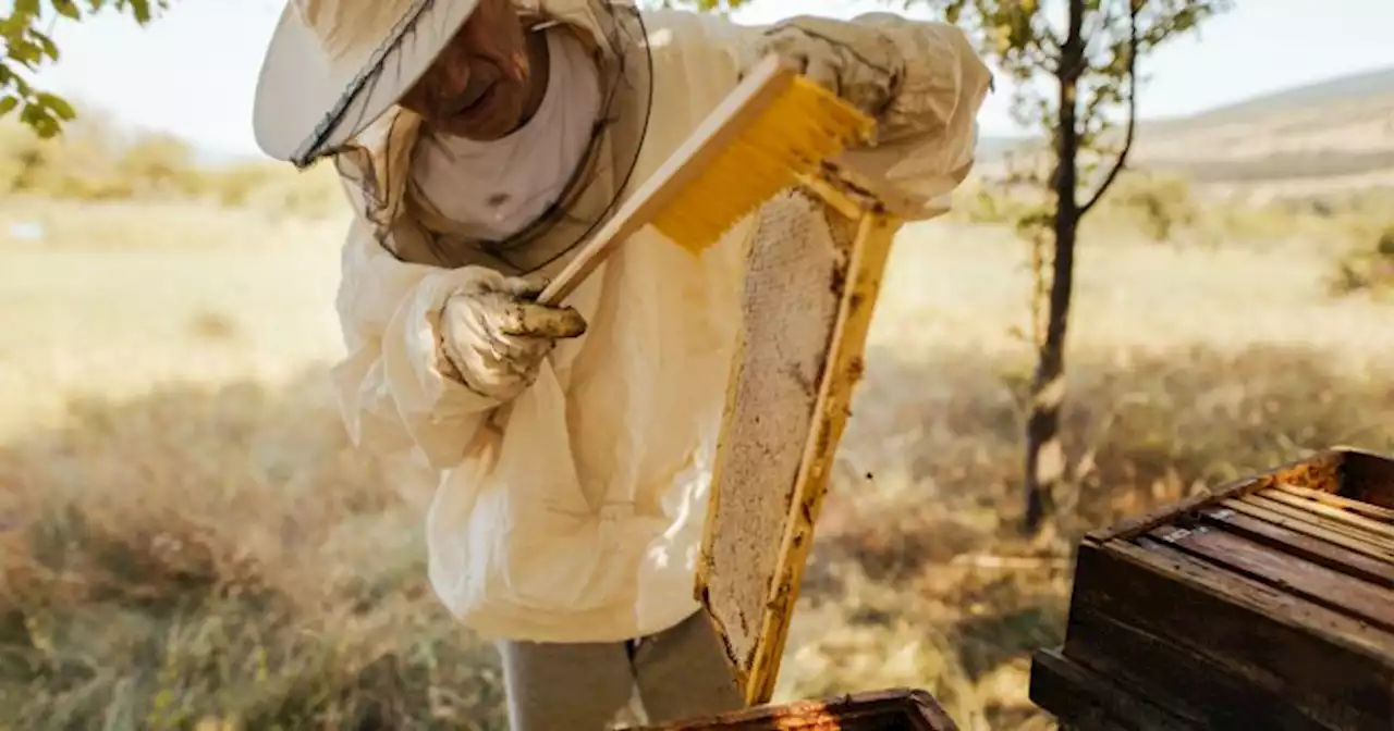 Curious About Beekeeping? Here's What It Actually Takes To Get Started