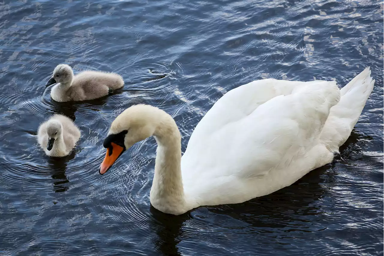 Schwanenvater in Sorge: Paddler stören Küken auf der Alster