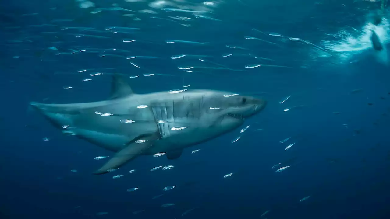 Great white sharks may change their color to sneak up on prey