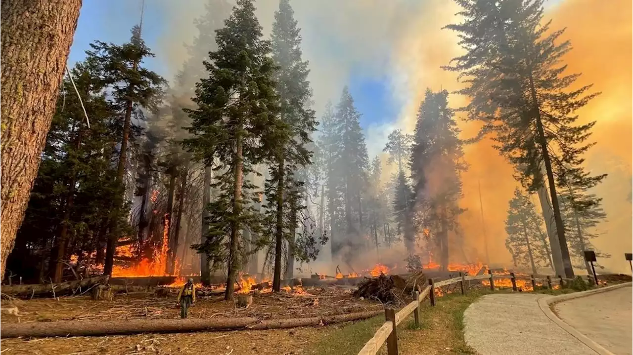 Wildfire Grows Near Famed Yosemite Grove of Sequoia Trees