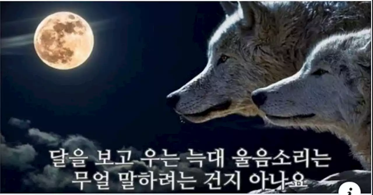 ‘얼마나 클지 나무 베면 알 수 없죠’...징계 받은 날 밤 이준석이 공유한 노래