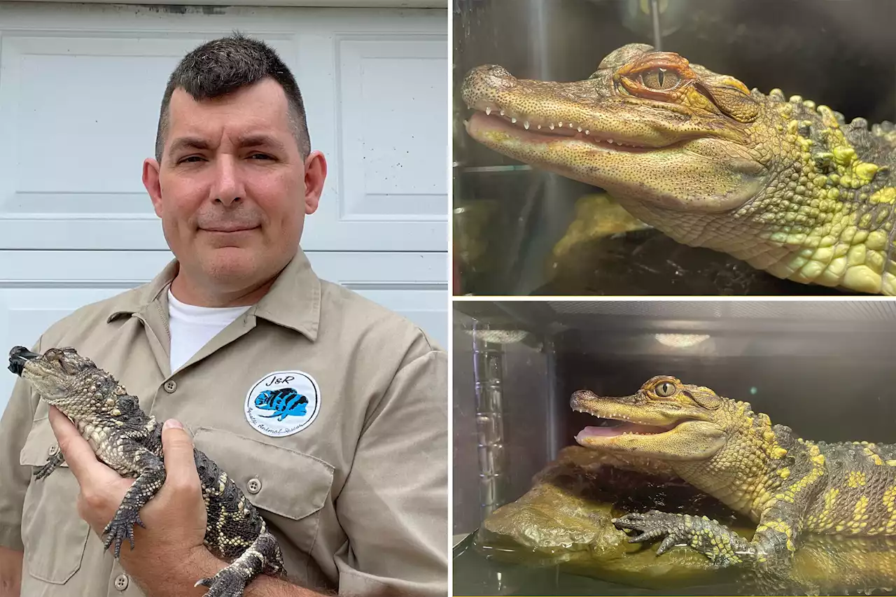 Alligator found in Wisconsin lake, possible owner comes forward