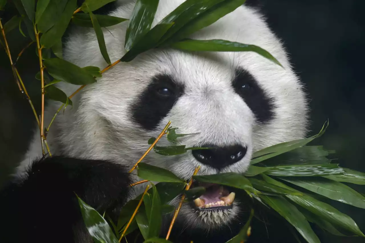 Mexico’s oldest panda. Shuan Shuan dead on 35th birthday