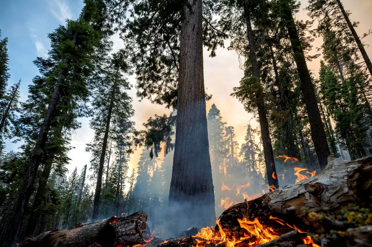 Giant sequoias in Yosemite threatened by wildfire