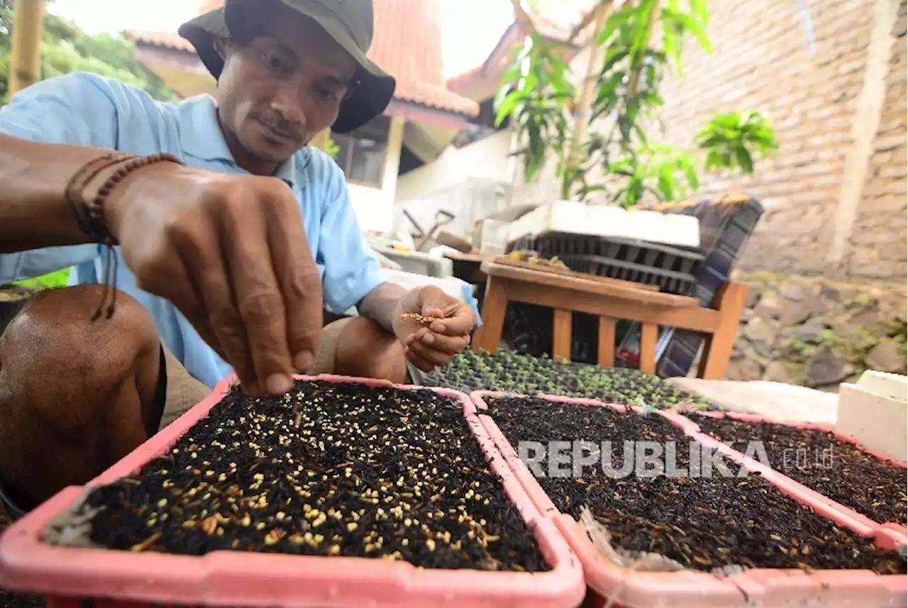 Masyarakat Gorontalo Utara Tanam 80 Ribu Bibit Cabai di Pekarangan |Republika Online