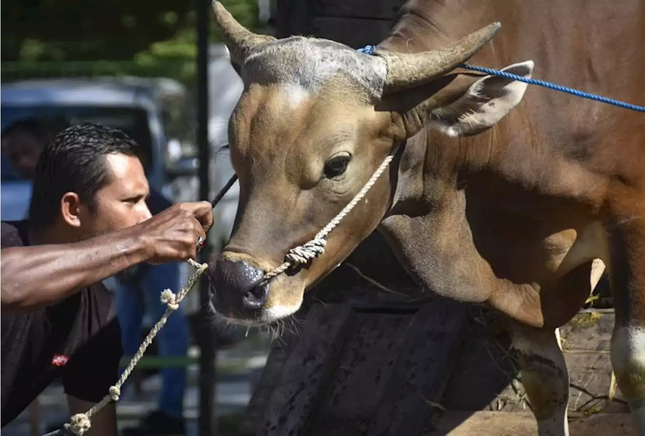 Puluhan Ekor Sapi di Cianjur Mati karena PMK |Republika Online