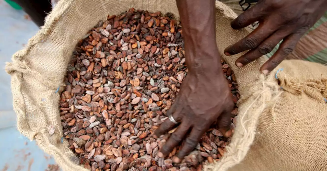 Cocoa buyers back Ivory Coast and Ghana's cocoa premium schemes