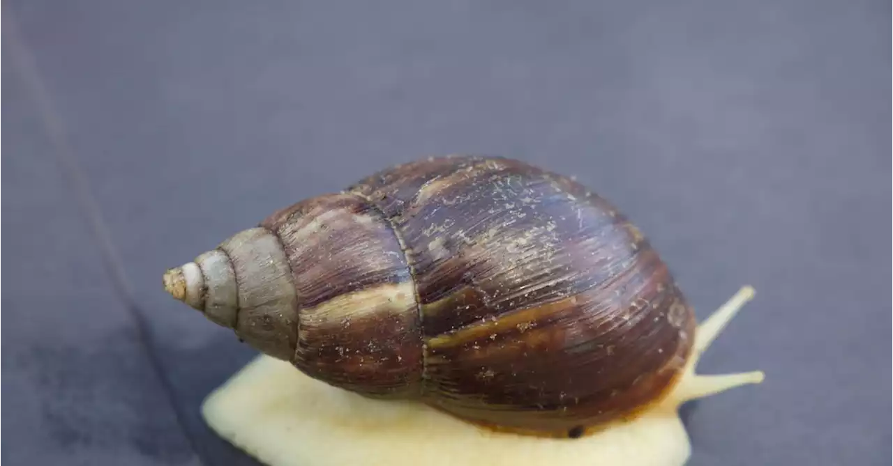 Invasion of giant African land snails puts Florida on offensive