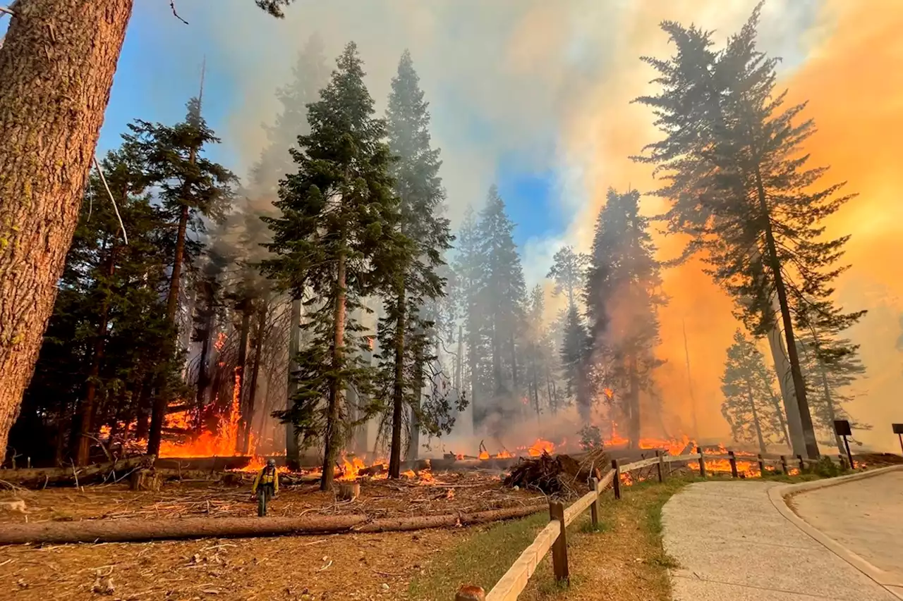 Yosemite evacuates Wawona as Washburn Fire burns in famed grove