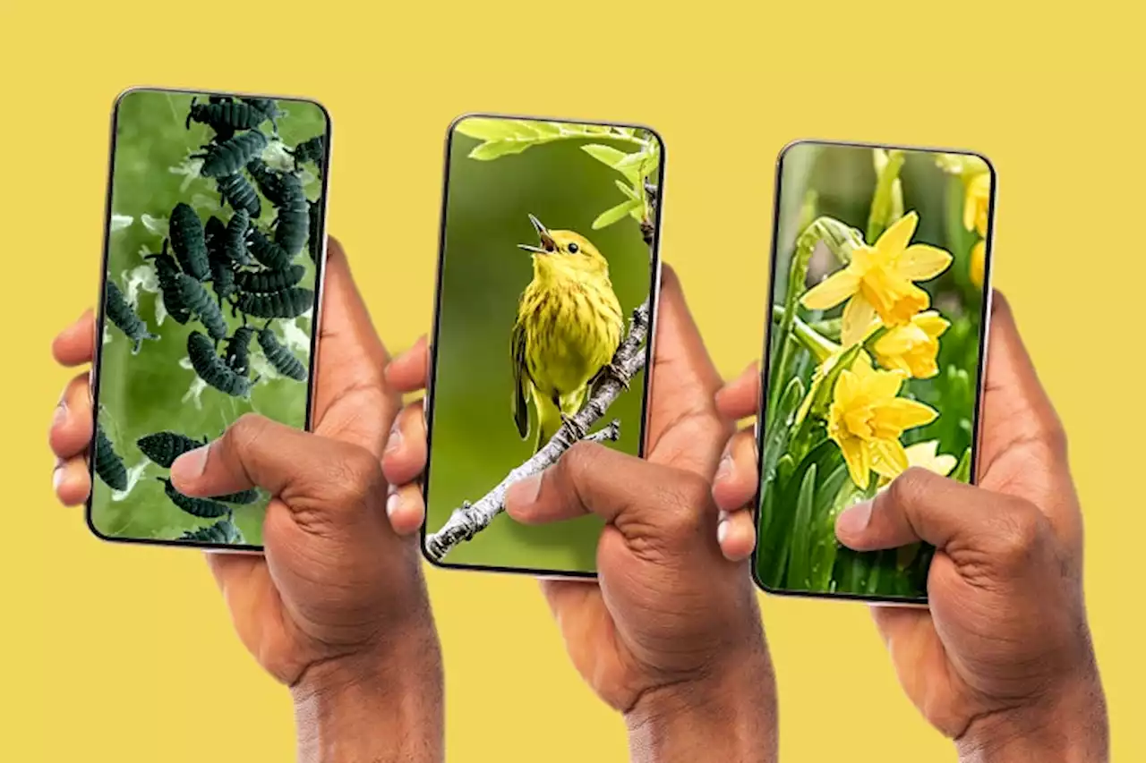 How Useful Can Bug, Plant, and Bird ID Apps Really Be?