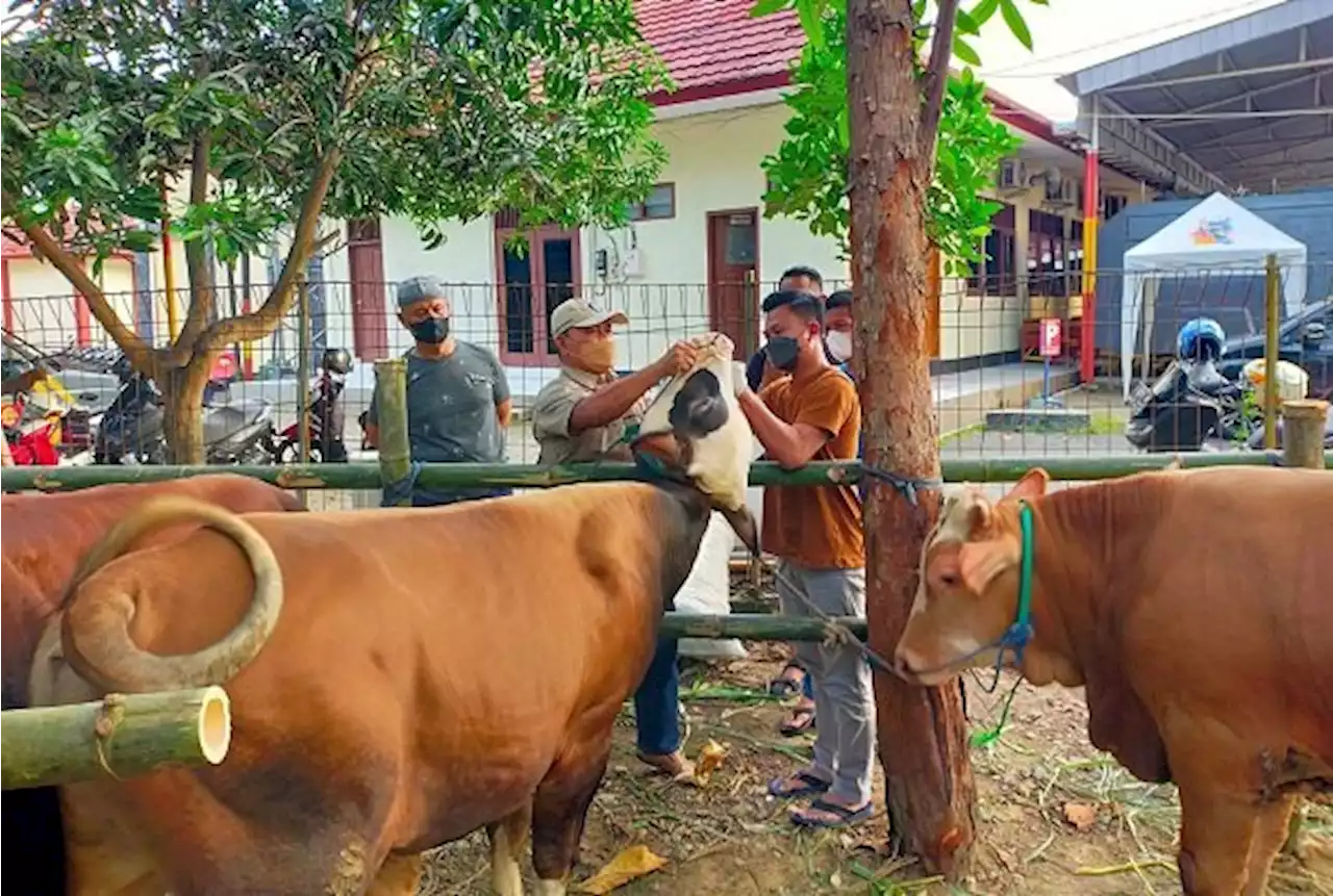 Disnakkan Grobogan: Jangan Cuci Jeroan Hewan Kurban di Sungai, Kenapa?