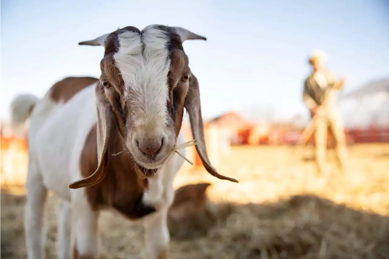 Jelang Iduladha, Begini Cara Menghilangkan Bau Prengus Daging Kambing