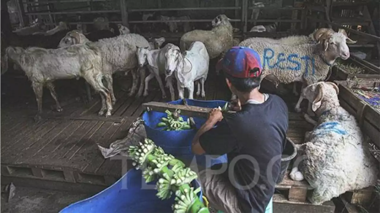 Beli Kurban untuk Idul Adha di Tanah Abang? Berikut Sejarah Pasar Kambing