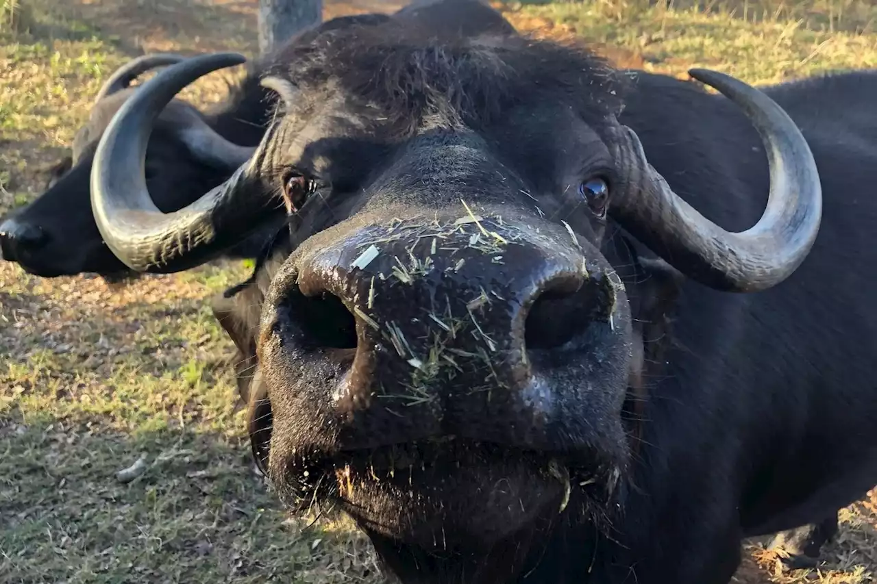 WATCH: Up close and personal with a herd of buffalo | The Citizen