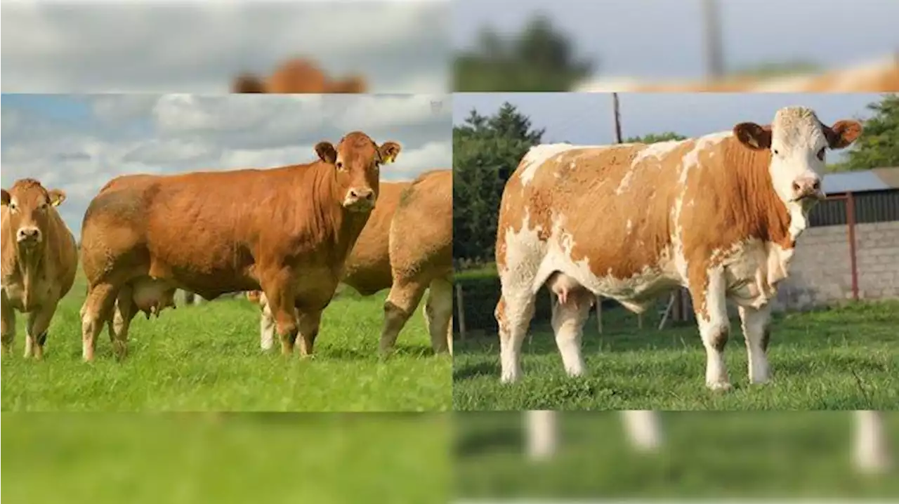 Perbandingan Harga Sapi Simmental dengan Sapi Limosin - Tribunnews.com