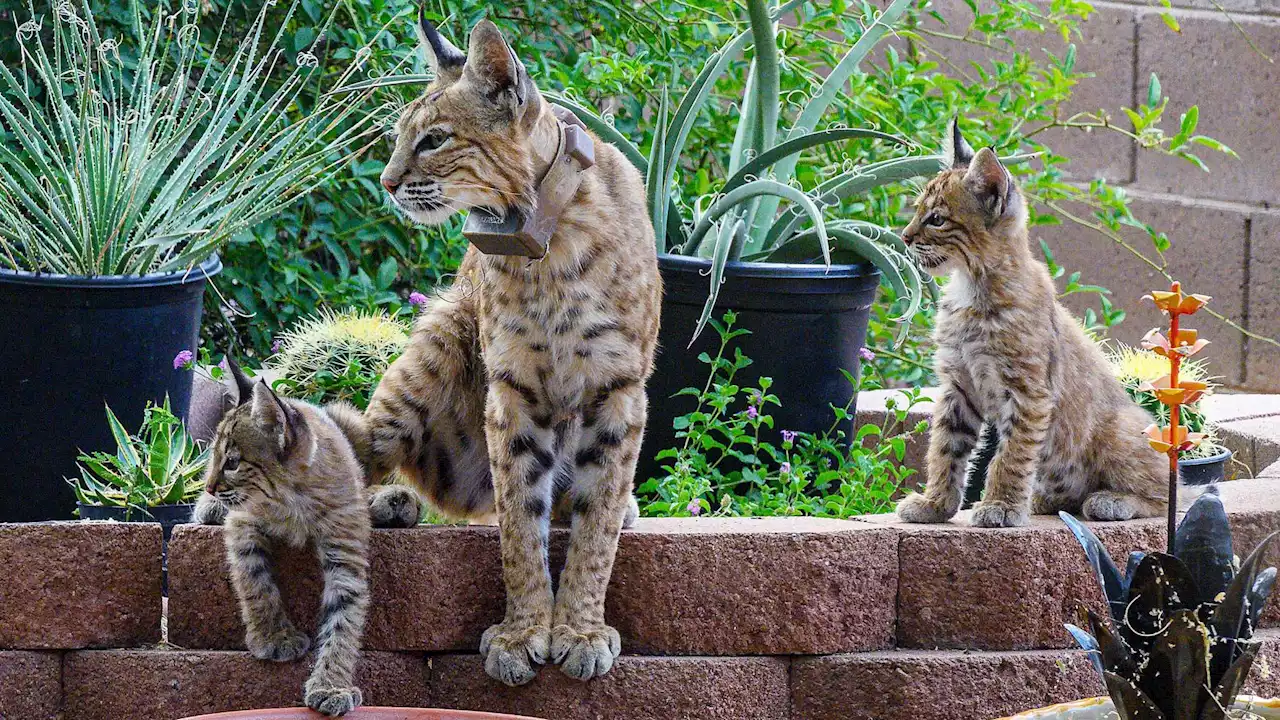 Collared bobcat and her kittens become backyard Tucson celebrities