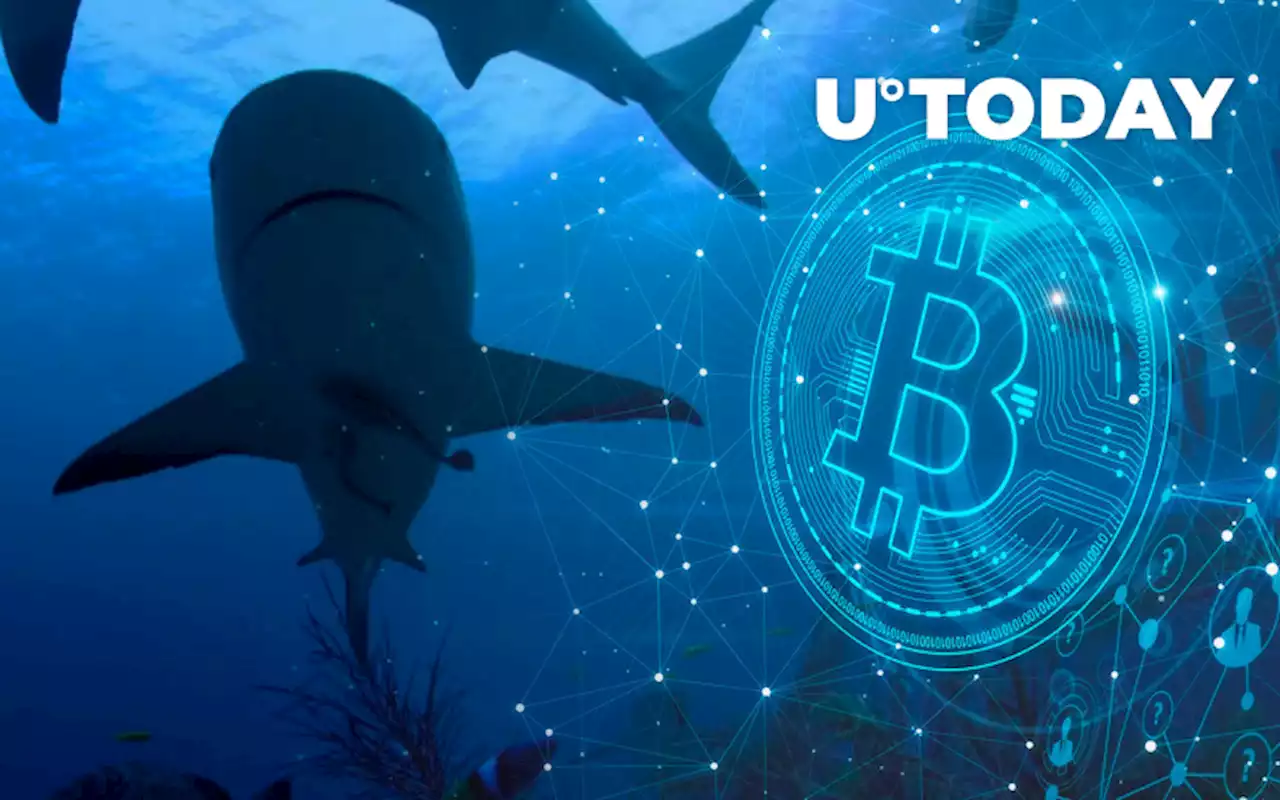 52,000 BTC Bought by Bitcoin Sharks Over Past Month: Report