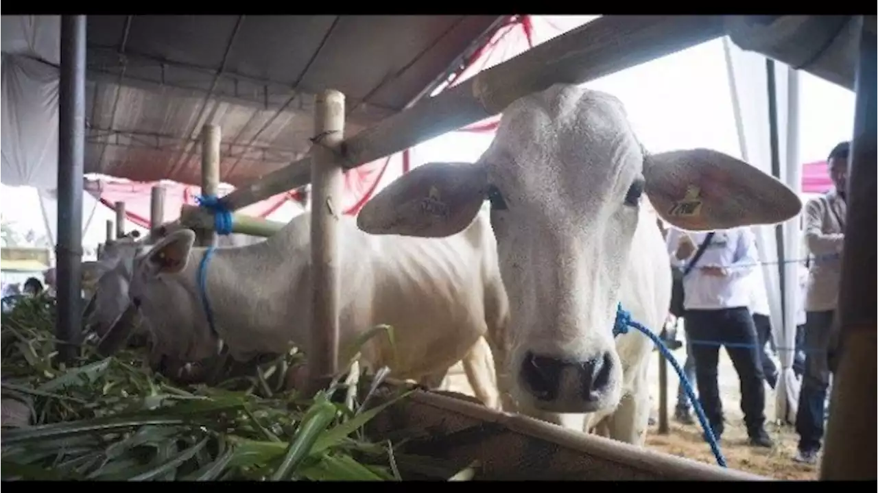 Gara-gara Ini, Sapi Seberat 1 Ton Masuk Got Depan Rumah Ma'ruf Amin