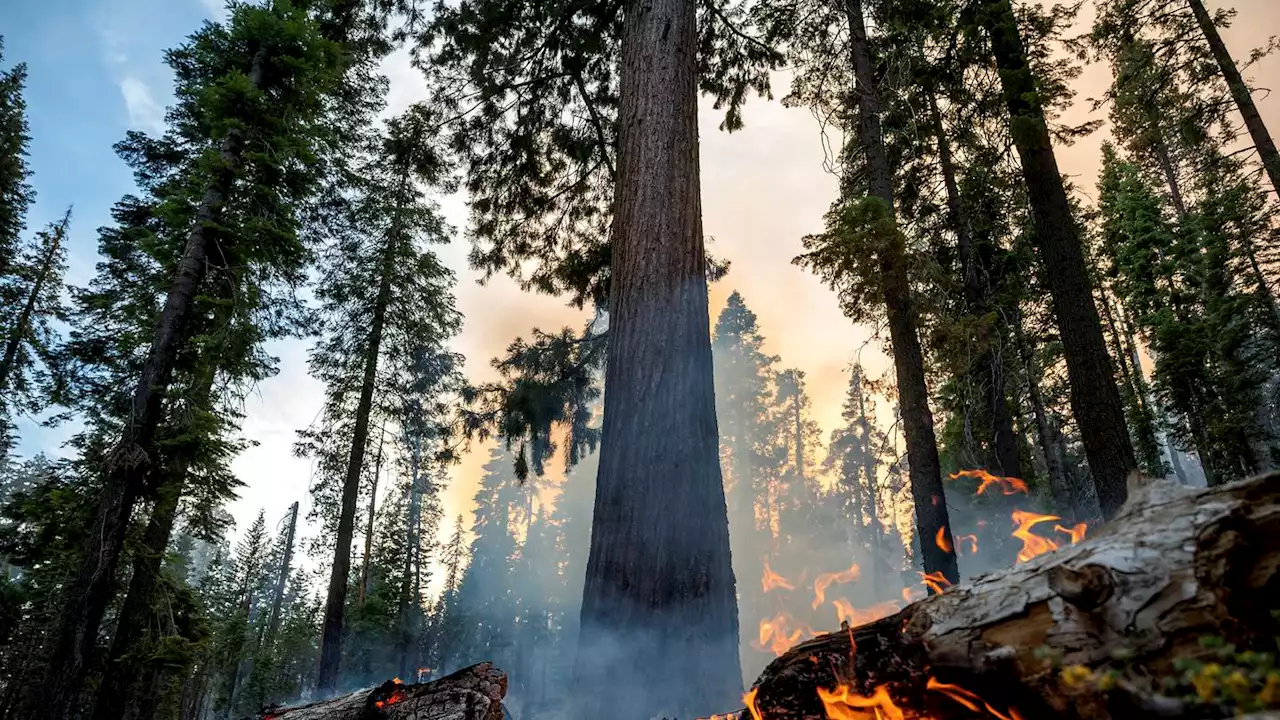 Grove of giant sequoias threatened by California wildfire