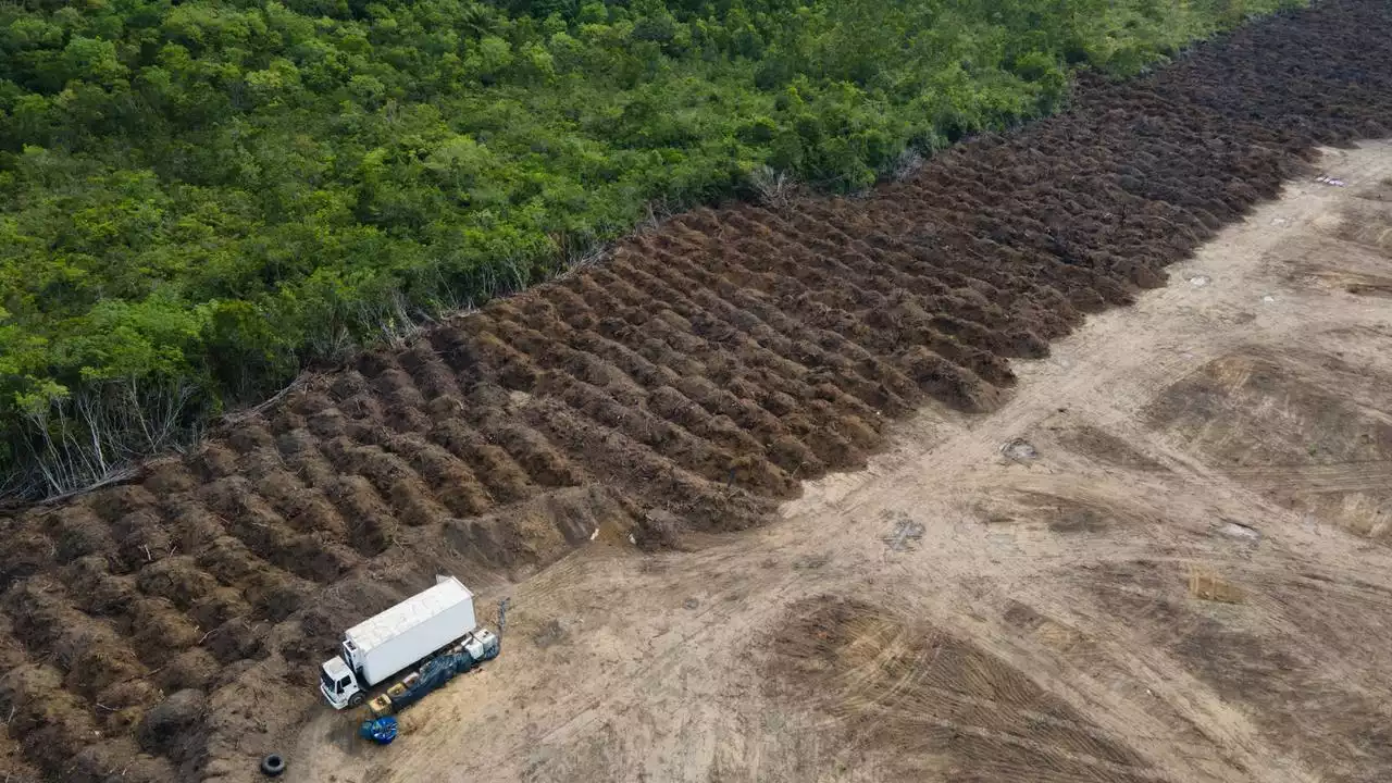 Abholzung im Amazonas-Regenwald erreicht Höchststand