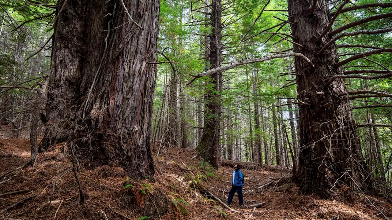 Visitors to world's tallest tree can face $5,000 fines, up to 6 months in jail