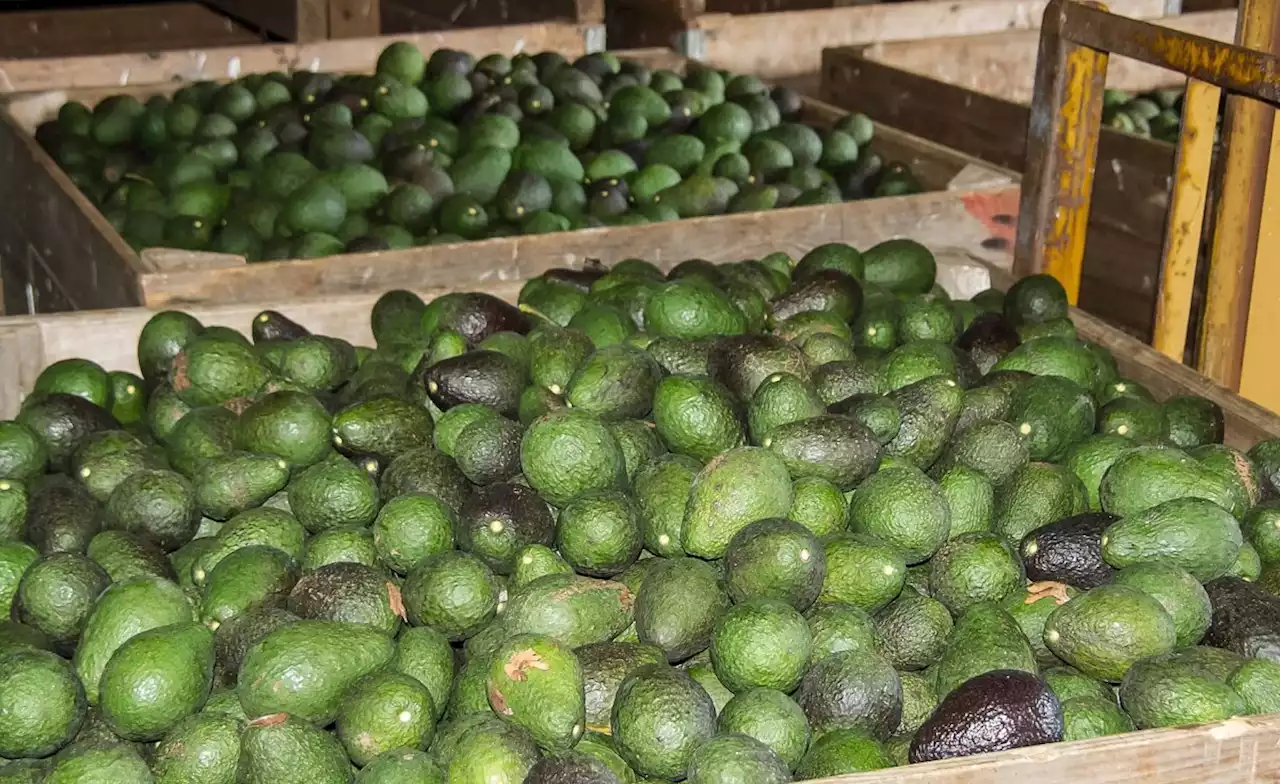 Kenya: Kakuzi PLC Exports First Avocado Cargo to China