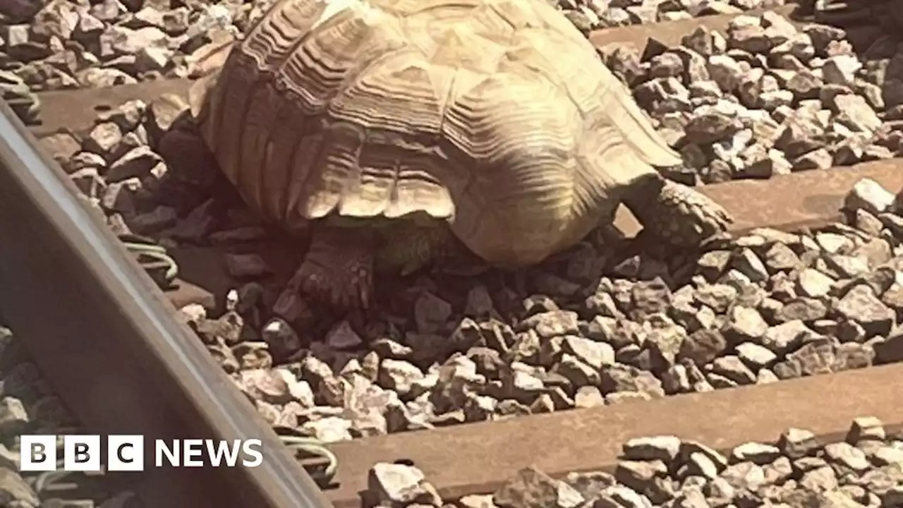 Escaped giant tortoise halts Cambridge to Norwich trains