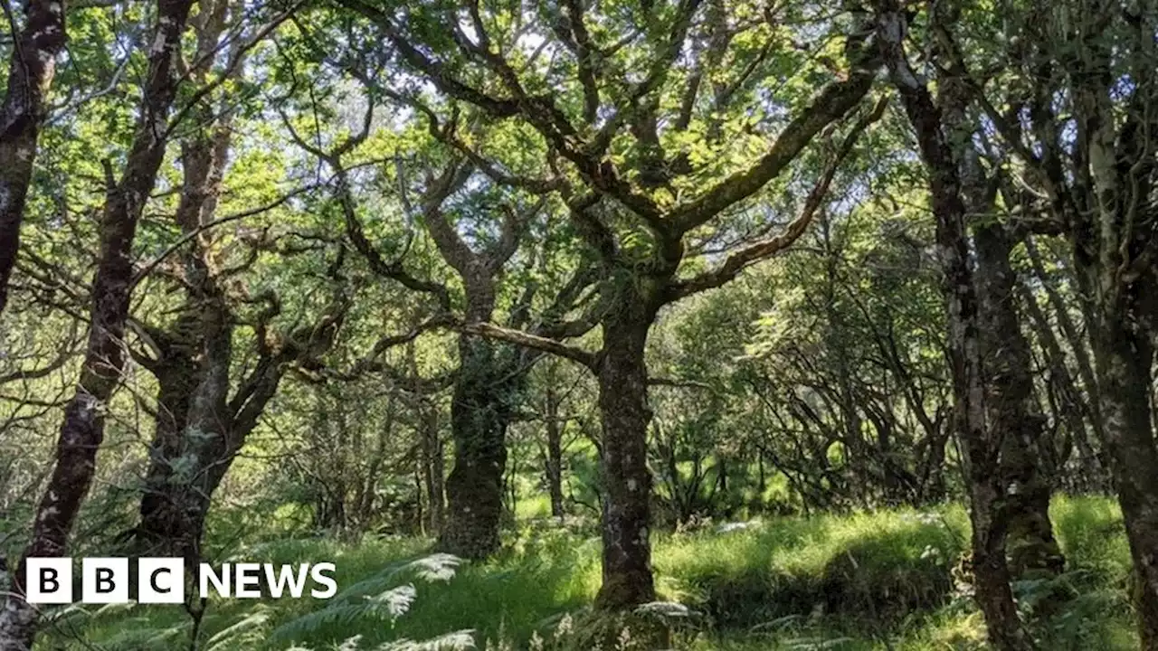 RSPB launches bid to save Scotland's rainforest