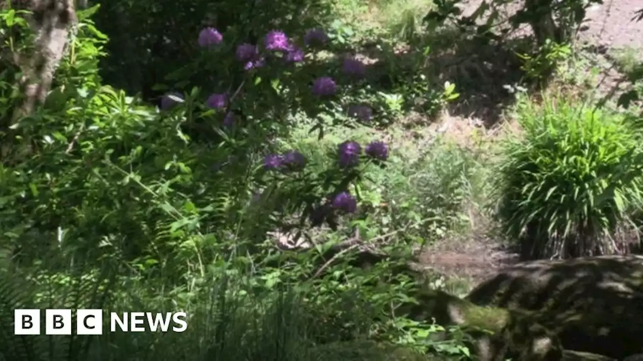 Mourne Park: Ancient woodland opens to the public after 500 years