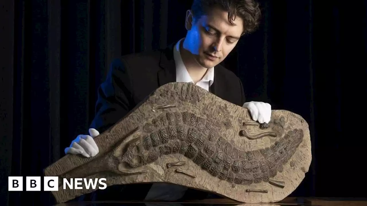 Forty million-year-old crocodile fossil goes under the hammer