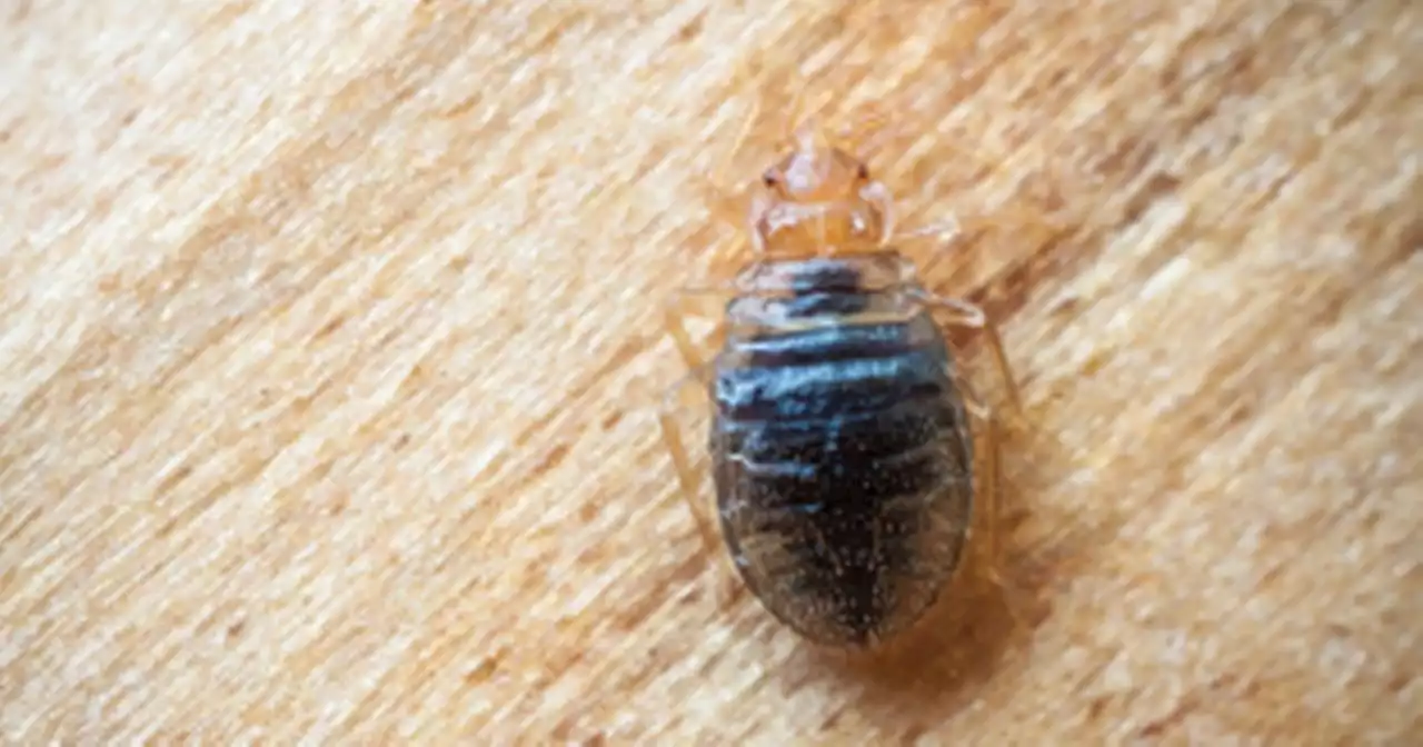 Tourists travelling to Spain warned of 'new tropical bug' that feeds on blood