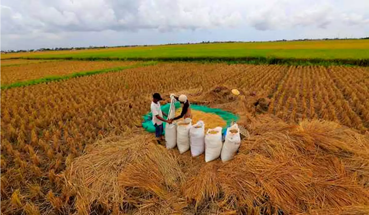 BPS Catat Nilai Tukar Petani Turun 1,61% di Juli 2022