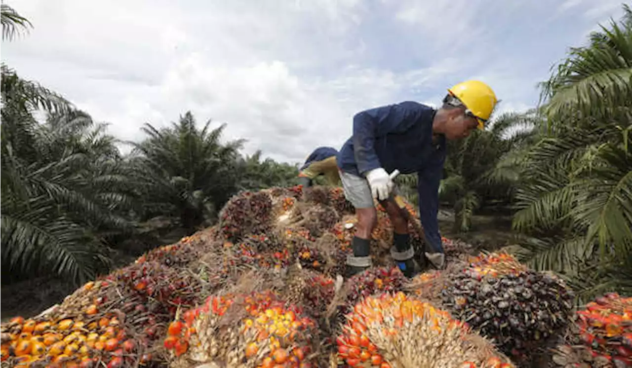 Harga CPO Naik, Laba Austindo Nusantara Jaya Melesat 66,1%