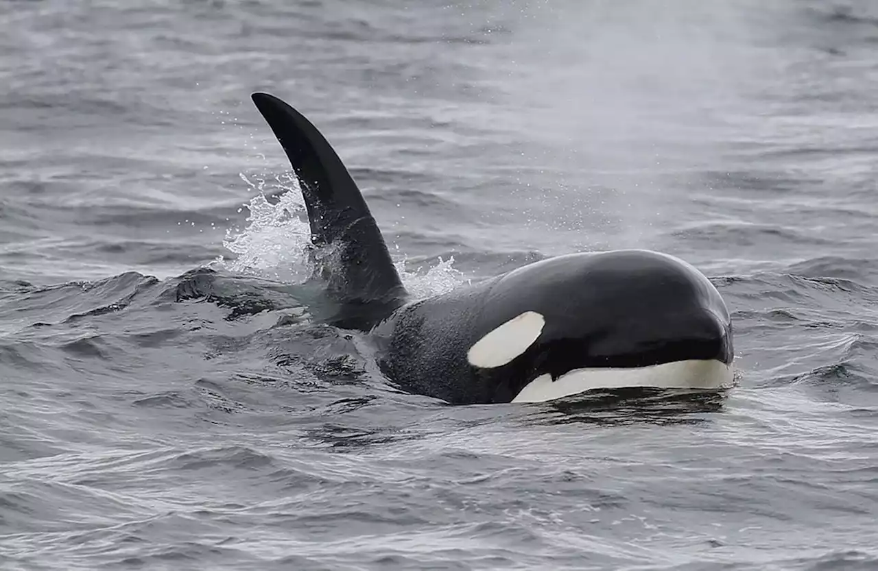 Spektakuläres Video: Orcas attackieren Weißen Hai