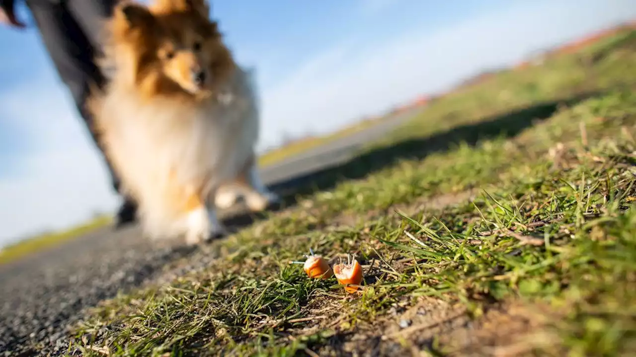 Stecknadeln im Köder: Hund frisst präpariertes Stück Fleisch