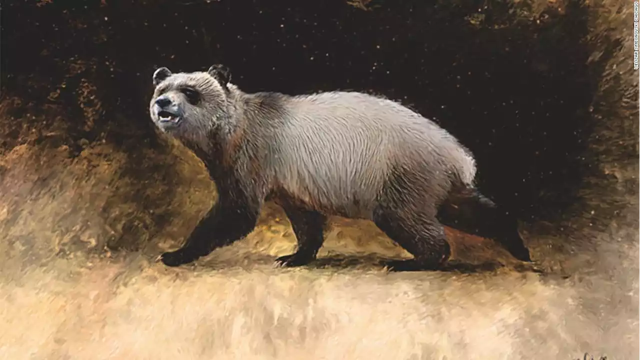 Europe's last panda discovered from teeth held in a Bulgarian museum collection