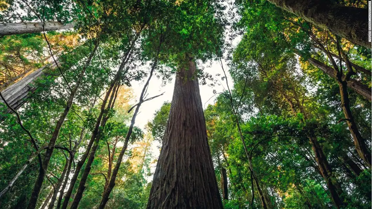 Visitors to the world's tallest tree face $5,000 fines