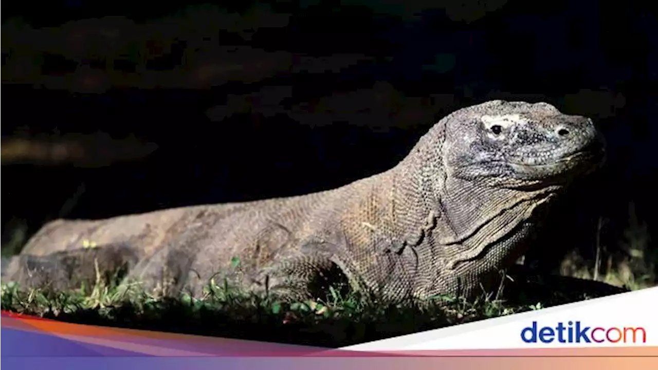 Tiket ke Pulau Komodo Naik Jadi Rp 3,75 Juta, Nyaris 2 Kali UMP NTT