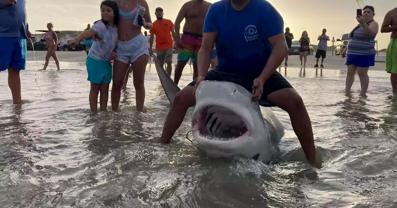 Large tiger shark caught on North Padre Island